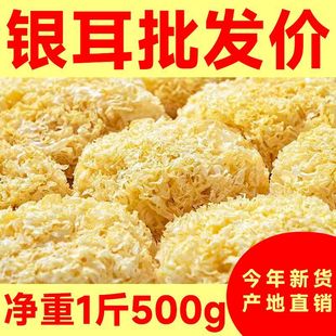 ���y����؛���l��؛������y���ľ�y����ľ��ѩ���ٺ�ɏ�Ӹ�