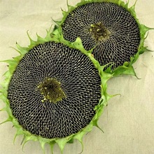 葵花籽盘 葵花籽盘品牌 图片 价格 葵花籽盘批发 阿里巴巴 葵花籽盘 葵花籽盘品牌 图片 价格 葵花籽盘批发 阿里巴巴