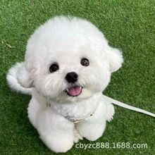 比熊狗狗纯种比熊幼犬活体血统比熊犬泰迪犬小型犬宠物狗