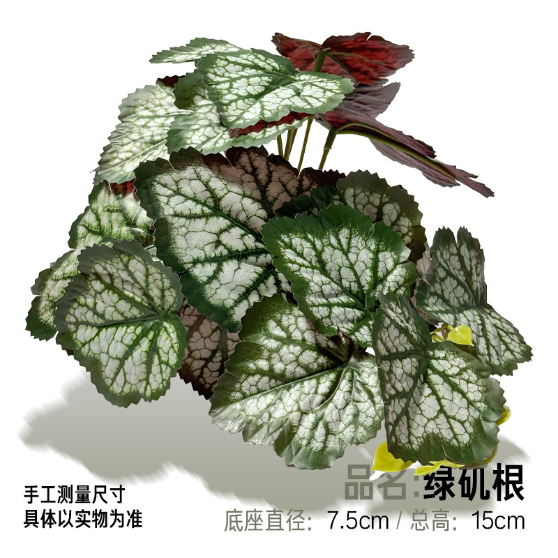 녹색 명반 뿌리