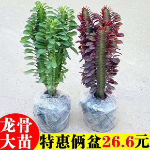 ��������ֲ�����Դ��k����������ؔ�辰�҃ȿ͏d���B����Gֲ����