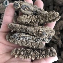 一手批发淡干黄玉参所罗门黄玉参黄肉参60头水发酒店专供全国发货