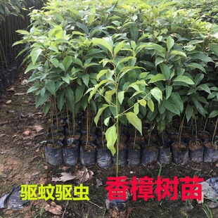 Camphor Saplings, Greening Seedlings, Mosquito Repellent, Evergreen All Year Round, Small-Leaf Camphor, Potted Ground Planting, Camphor Saplings