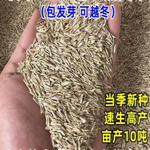 黑麦草种籽子种四季多年生耐寒牧草种子畜牧养殖草种鸡鸭牛羊鱼草