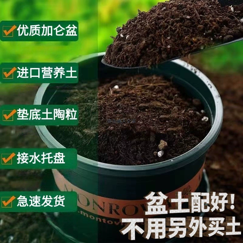 Цветочный горшок QX с питательной почвой, галлонный горшок поставляется с пластиковым горшком и почвой для выращивания овощей, зеленых растений, цветов, роз и суккулентов.