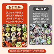 多肉植物大颗好养实惠套餐绿植组合室内外花卉小盆栽含盆土可批发