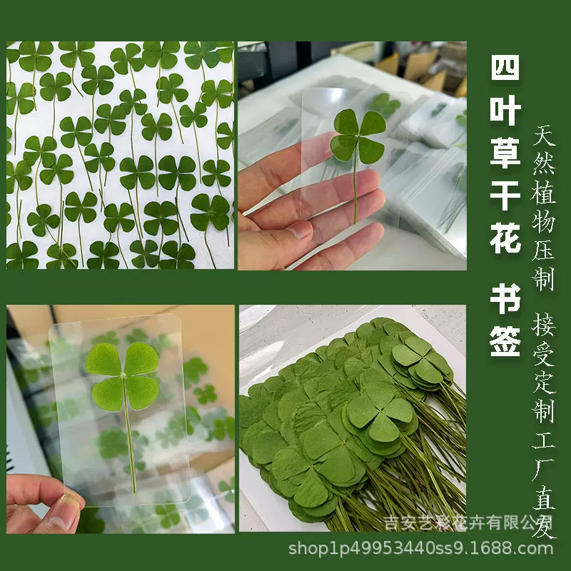 四叶草干花压花批发 幸运草书签四叶草书签标本 diy过塑透明书签
