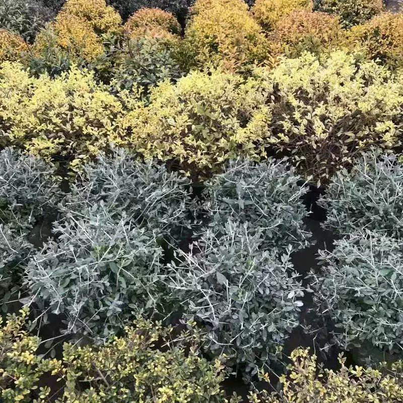 Базовые поставки фруктов Орхидея почвопокровные растения инженерное озеленение пейзаж горшок озеленение саженцы фруктовых орхидей