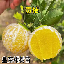 ���ڻʵ۸̘��������ļ��Nֲ�������Ә��������ͥԺ������Ԏ���