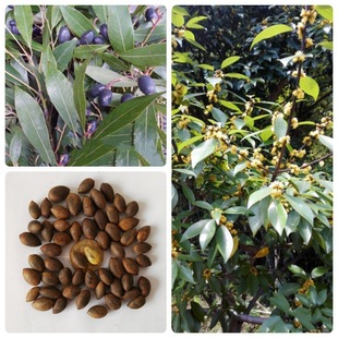 ��ľ�N�ӽ�z�ľ��N�ӽ�z�ľ�N����骷N���}骷NС�~�E骷N��