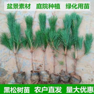 ���غ�������С���Ƥ��С��G����ľ�������l��ɽ�G��ͥԺ��ֲ��