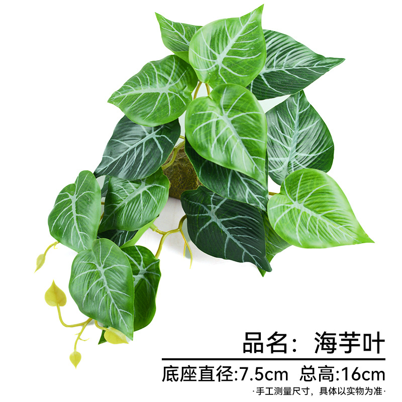 바다 타로 잎