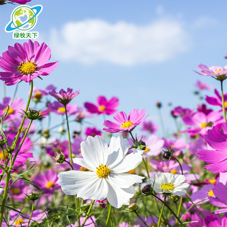 Plateau Altitude Cosmos Gesang Flower Seeds Wholesale Florals and Wildflowers Combination Home Balcony Community Flower Sea