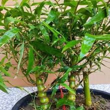 �^�p���ӷ�����辰�����_�h��������҃�ֲ������ͥԺ�NֲȤζ