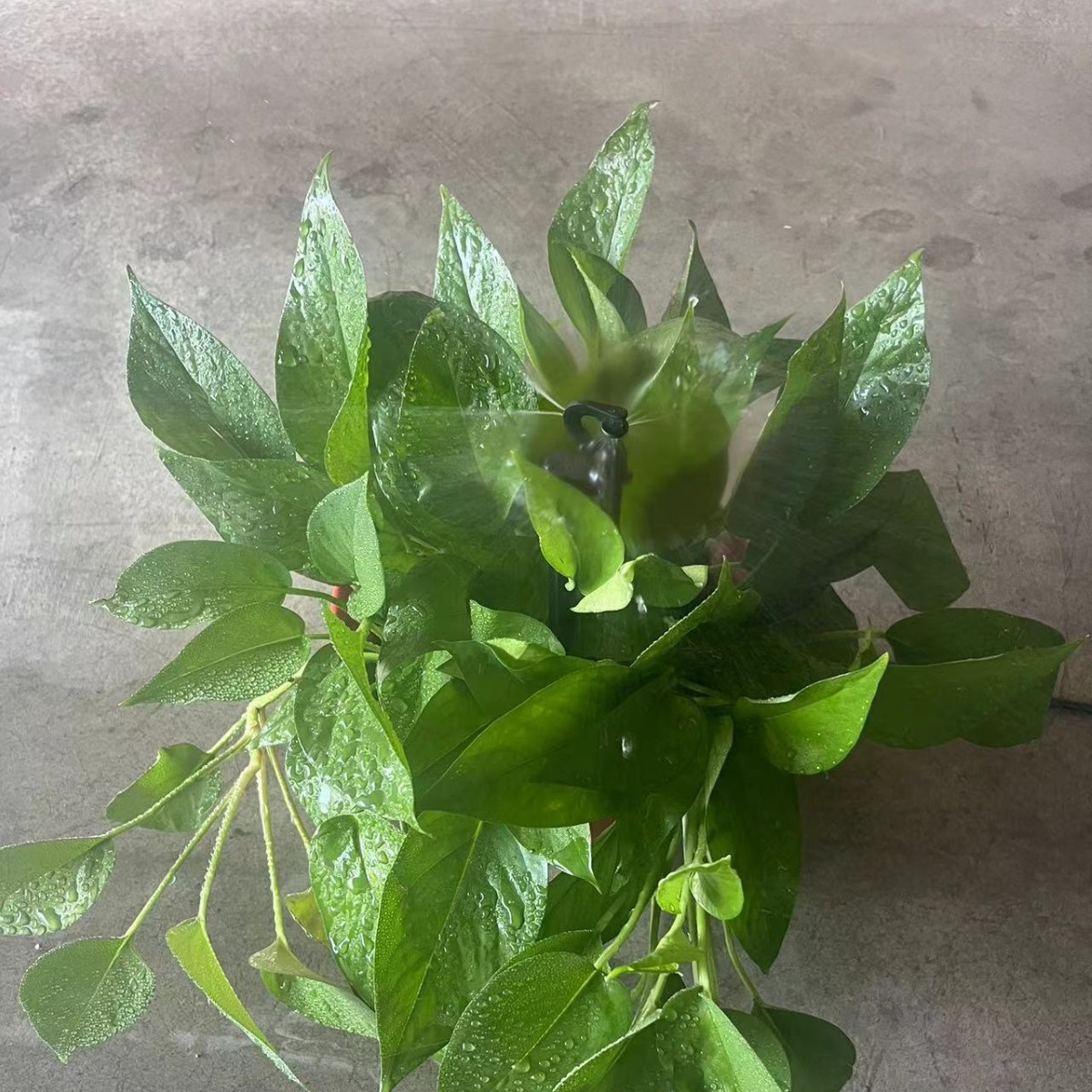 7.5mm tipo G de gran flujo refractiva atomización micro pulverización invernadero de cría de plántulas de crianza de hongos enfriamiento y humidificación