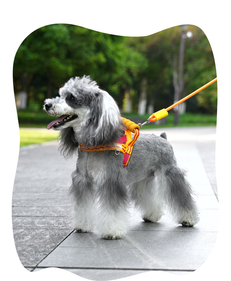 Breathable T-shaped Dog Harness And Leash Set For Small Medium Dogs_voghion.com