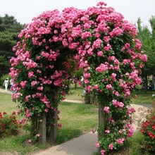 一件代发多花蔷薇庭院四季种植耐寒爬藤植物藤本月季花安吉拉滕彩