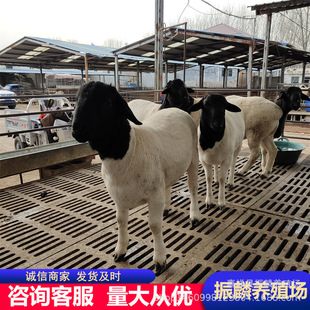 ����Ų��d��������һֻ �����ṩ�Ų��d�����