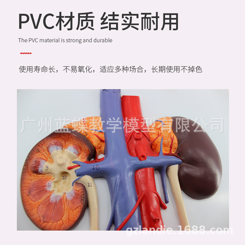 ��������ϵͳģ�� �� ����� �������ģ�� ҽѧ�����(����)