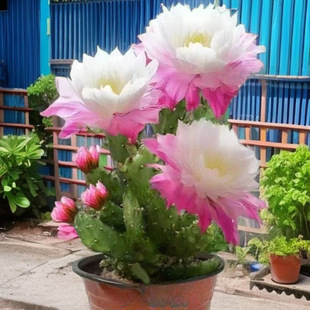 ��Ʒ�M�������Ƽ�ɺ��ǧ���^�����˻��ܝ����ʹ��͟��ͺ��׳ɻ�