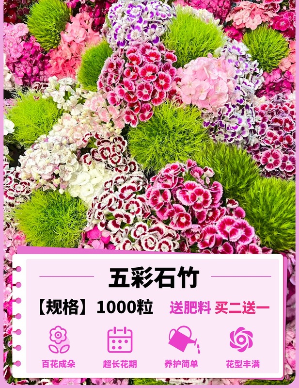 ヨーロピアンコスモスの花の種子は耐寒性の低生のカラフルなコスモスの花の種子で、ベランダ、中庭、屋内外で四季を通じて播種して開花させることができます。|undefined