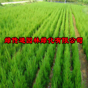 桧柏苗 蜀桧苗又名/快柏/桧柏苗 川柏松柏 北京桧柏 河南桧-阿里巴巴