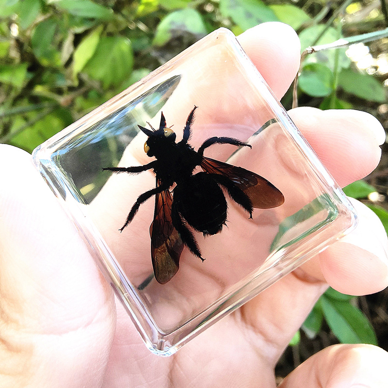 보라색 대나무 벌