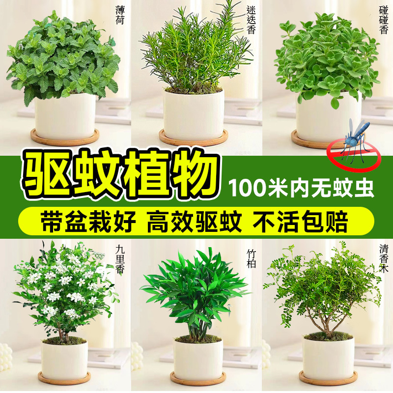 Mosquito Repellent Plant Indoor and Outdoor Potted Mint Seedlings Rosemary Touch Fragrance Edible Vanilla Mosquito Killer Green Plants Mosquito Repellent Plant Indoor and Outdoor Potted Mint Seedlings Rosemary Touch Fragrance Edible Vanilla Mosquito Killer Green Plants