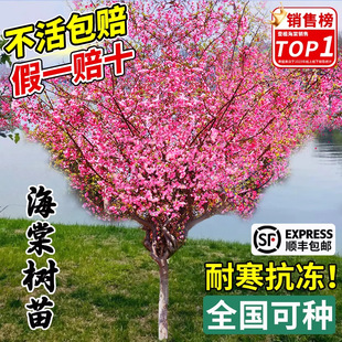 ����ֱ�N���z�������Ę䴹�z������������ͥԺ���ԾG����ľ�L����