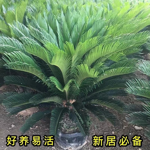 Iron Tree Potted Indoor and Outdoor Living Room Four-Season Evergreen Cold-Resistant Large Bonsai Cycad Courtyard House Project Greening Full