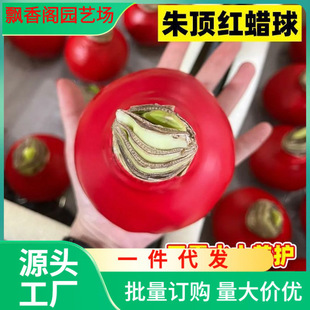 [Blooming All Year Round] Imported Double-Flowered Large Bulbs of Amaryllis Are Fragrant and Easy to Feed Indoor and Outdoor Potted Florals Live Broadcast