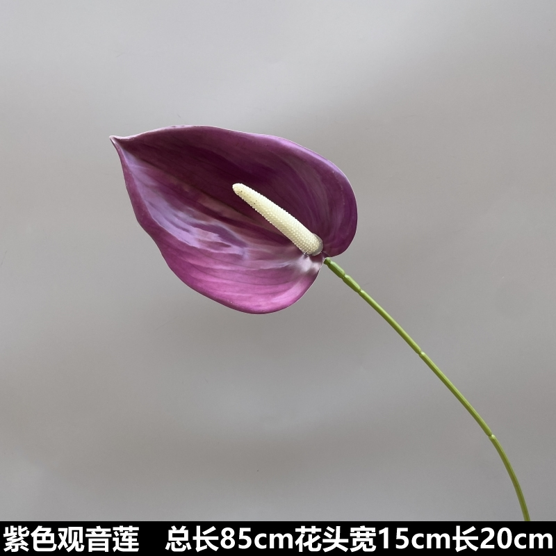 보라색 관음 연꽃