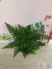 [Direct supply of the base] Wholesale A -Class wolf tail fern (90) moss background plant plant, yin resistance, good plant fern