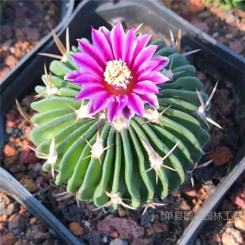 Многогранный нефритовый кактус «Тысяча волн», редкий сорт, цветущий кактус, суккулентное растение в горшке, защита от радиации в помещении