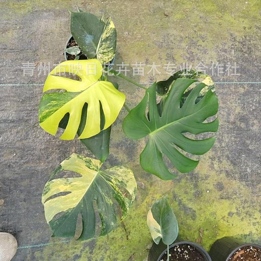 三黄龟背竹洒金薄荷龟背竹短径黄龟背竹白怪兽薄荷龟背竹盆栽基地