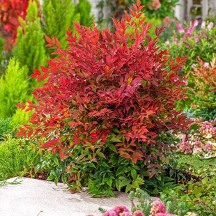 �t��ʯ������������������t�~�����ϱ���ͥԺ�쾰���R�ͺ�ֲ��