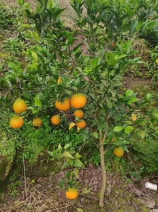 Chunjian Rake Tangerine Saplings Grafted Sichuan Baba Citrus Potted Ground Seedlings Lying Tangerine Seedlings Fruit Trees Fruit Seedlings