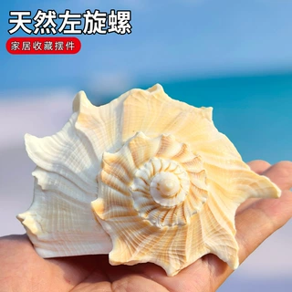 天然稀有海螺壳左旋螺 鱼缸造景装饰地中海家居收藏摆件送礼礼物