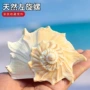 地中海天然送礼稀有海螺壳