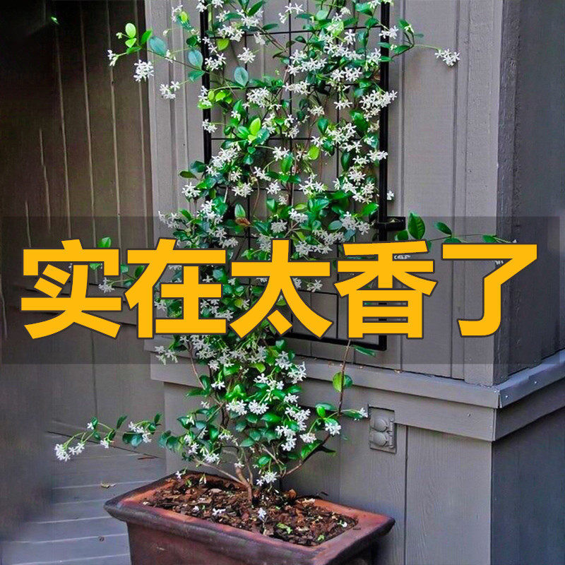 Windmill Jasmine Climbing Vine Flower Plant, Clematis Vine Seedlings, Garden Potted Plant, Evergreen All Year Round, Silver Jasmine Vine, Frost-Resistant