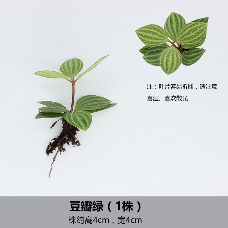 물냉이 녹색 (1 변형)