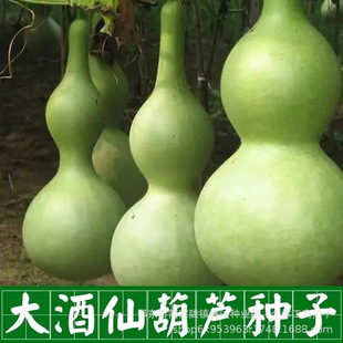 ���J�N�Ӿ��;��ɺ��J�ϷN���ش�ƺ��JͥԺ�̨���������߲˷N��