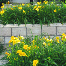 ��������ݻ���������������ͺ��޸�����ͥԺ�����ݱ�����ֲ��