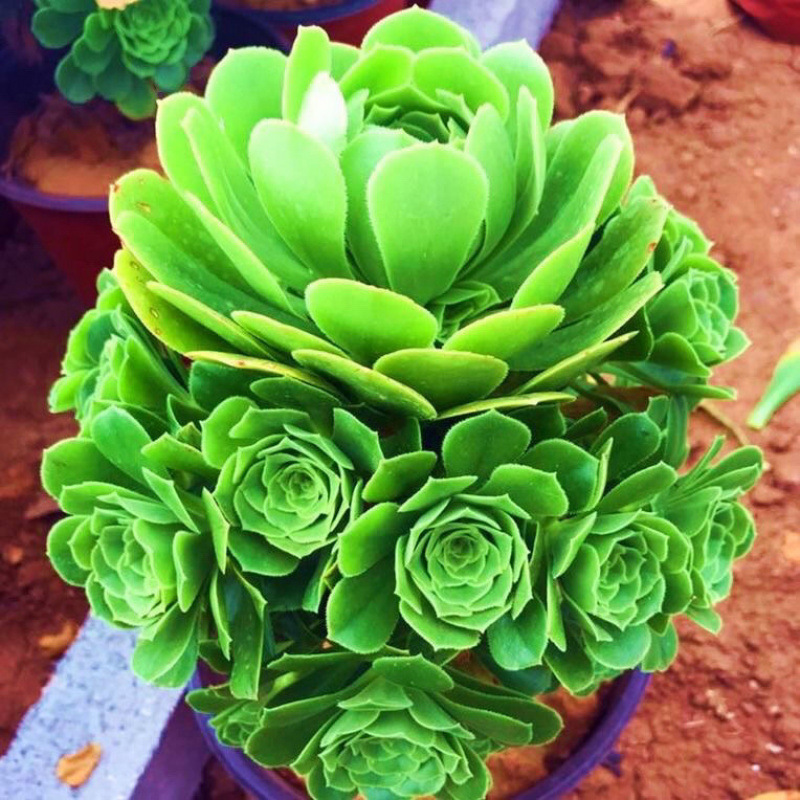 측면 새싹이 원형인 녹색 벨벳 높이 15cm를 손에 쥐고 있음