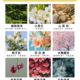 Laundry Detergent Fragrance, Daily Chemical Raw Materials, Washing Fragrance, Can Imitate Perfume, Soluble Fragrance, Complete Range of Dishwashing Liquid, Daily Fragrance