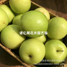 大青枣树活苗嫁接台湾金桃蜜丝枣牛奶苹果枣雪丽高朗黄冠大枣超甜