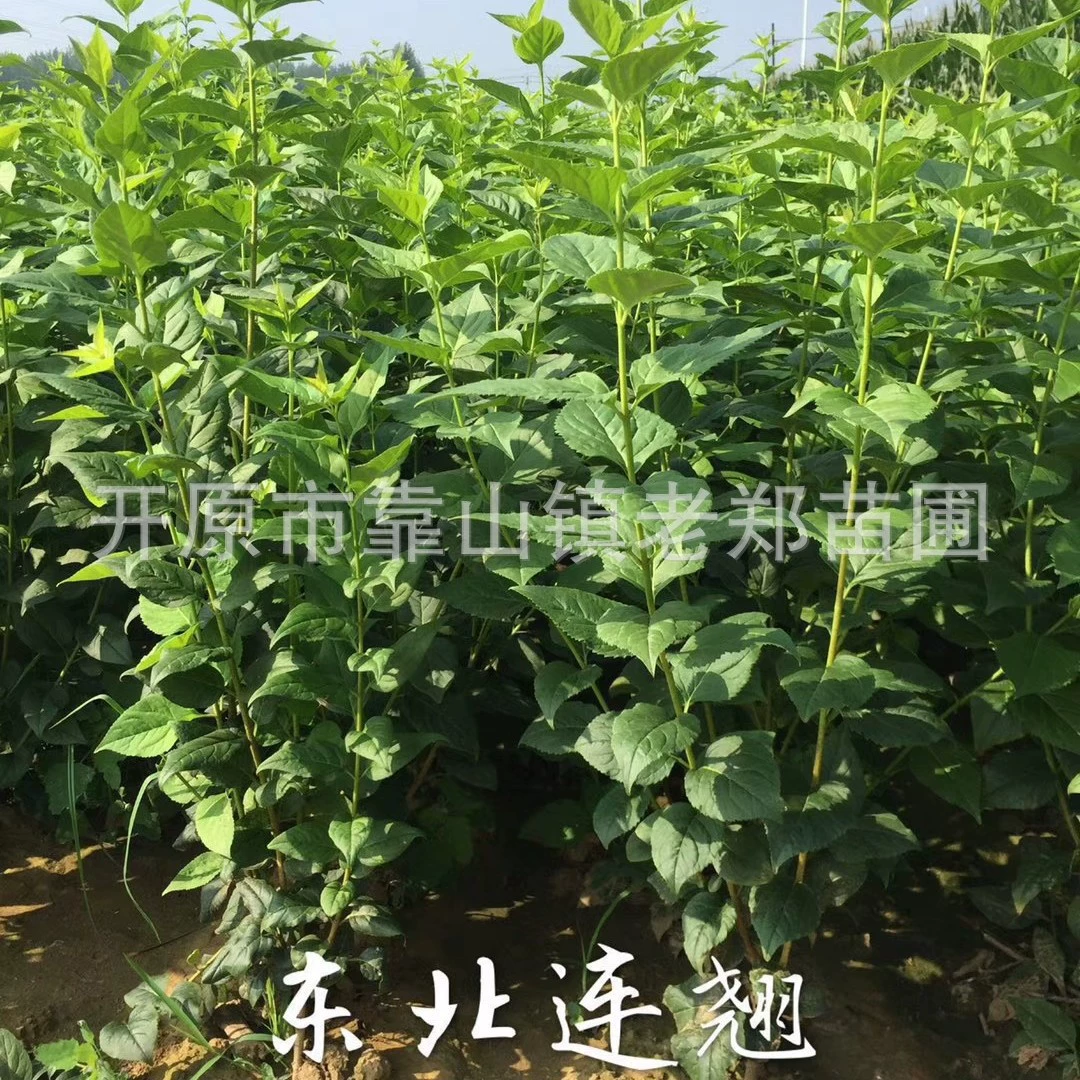 Поставка питательных чашек для рассады форсики северо-восточной 3-8 ветвей, рассады примулы, кустарников для ограждения зеленой ленты.