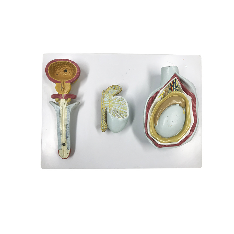 U075 male genital amplification model