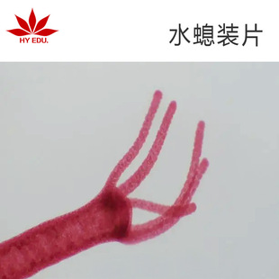 Animal Sectioned Specimens, Jellyfish Slides, Biological Slides for Microscopic Display, Clear Structure, Microscope Accessories