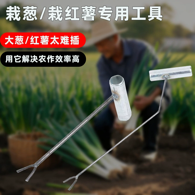 Посадка лука-шалота